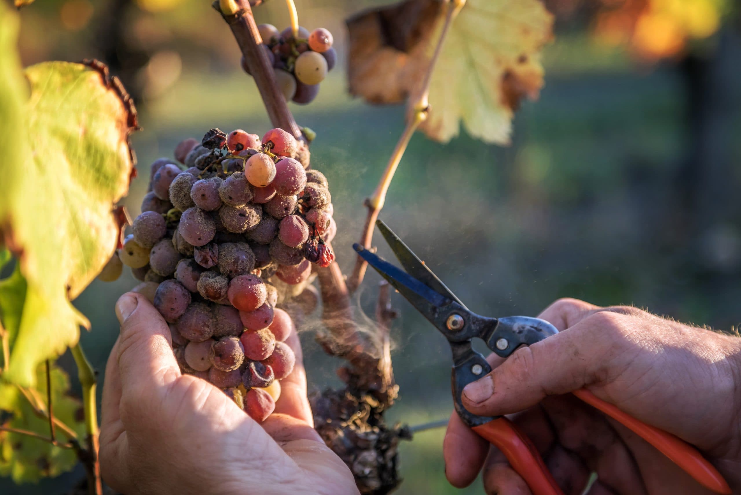 Wine Chat: Microbes in the vineyard
