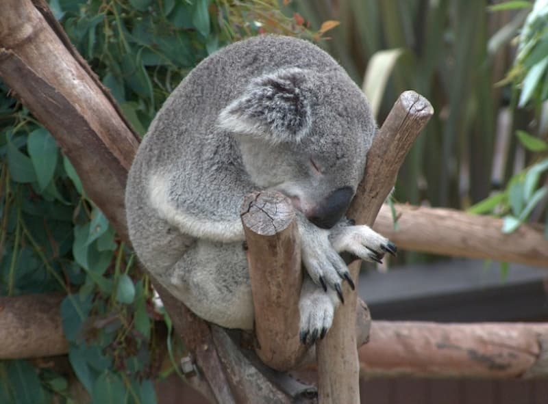 Stress is making our koalas sick
