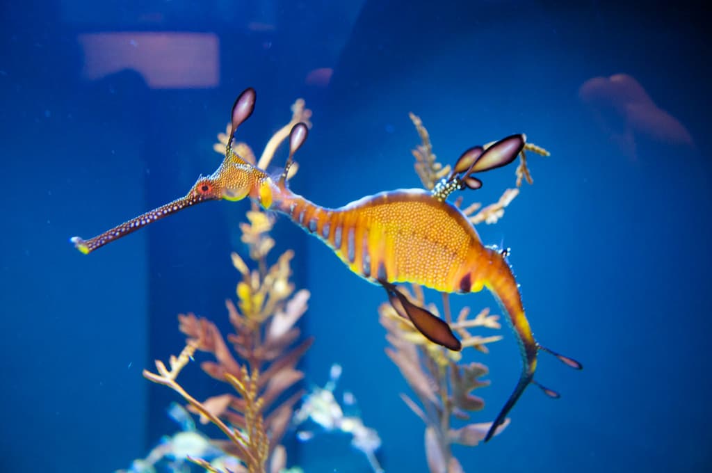 How you can help save the Weedy Seadragon