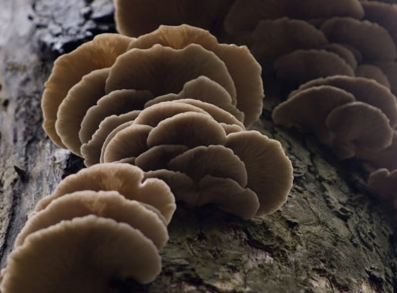 The untapped potential of mushrooms