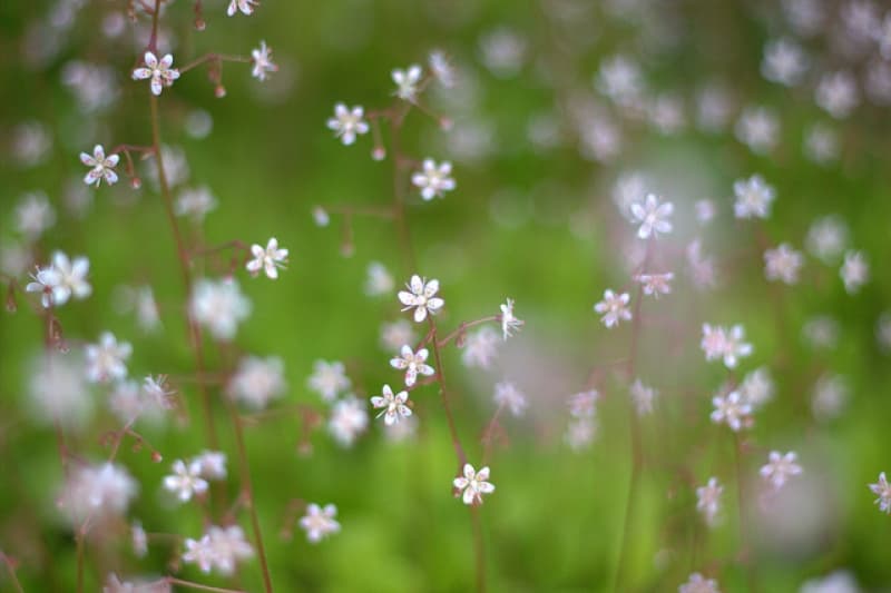 Weeds for dinner? Delicious!