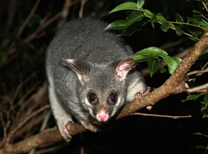 Light rail development affecting defenceless species