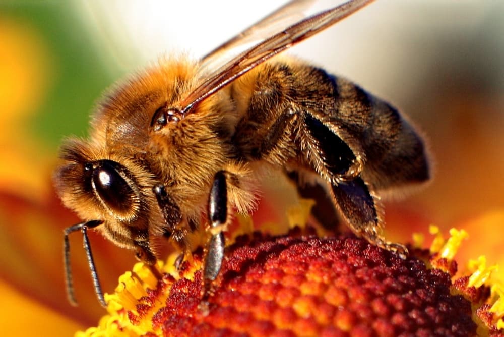 The mysterious case of the disappearing bees