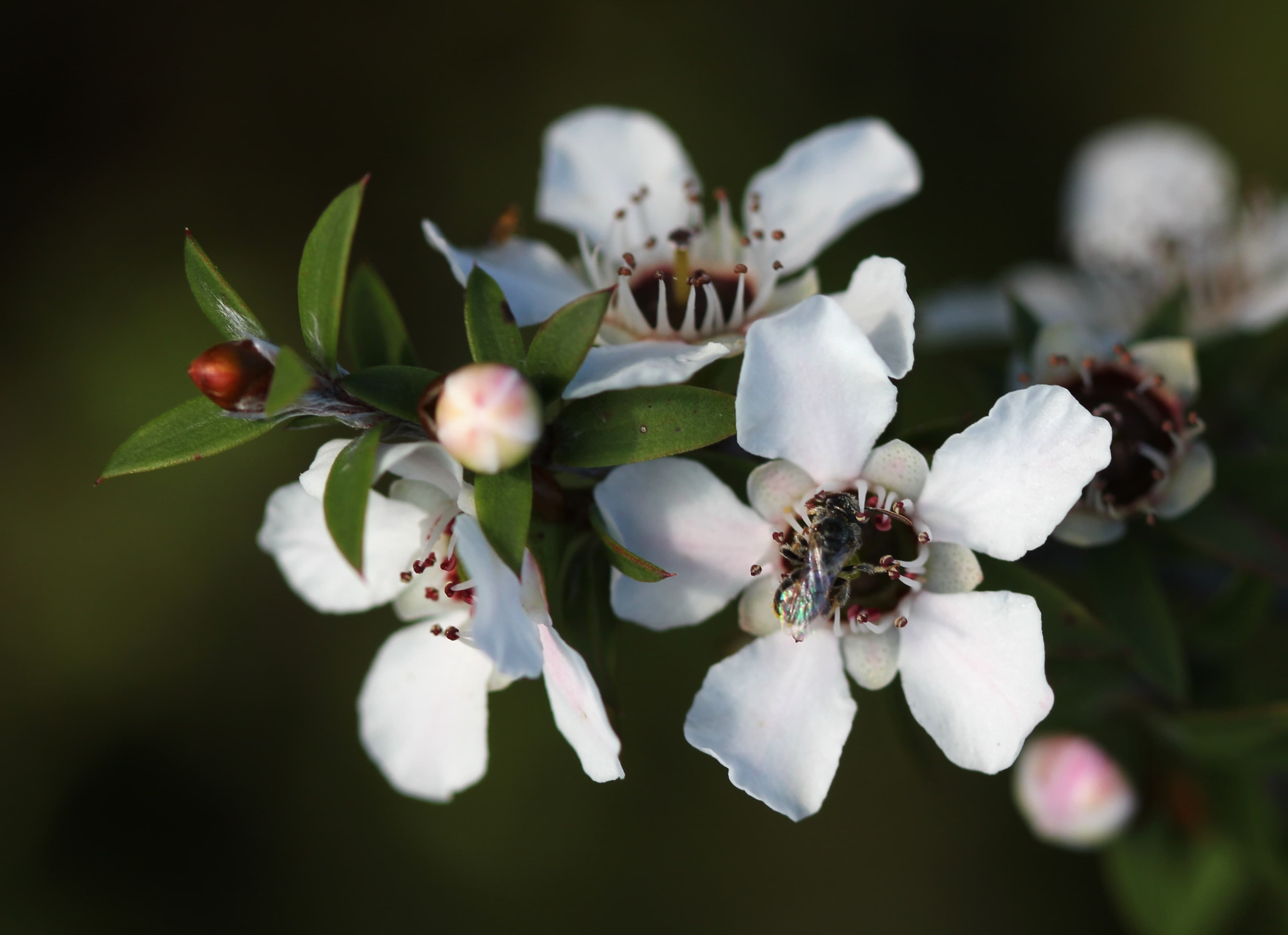Young Aussie scholars head to Chelsea flower show