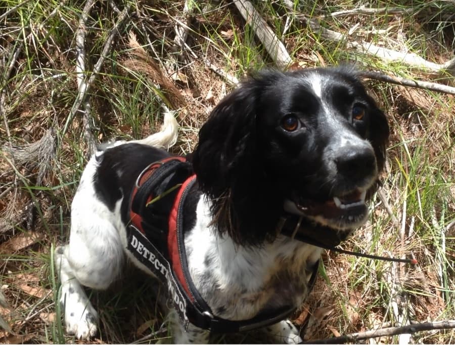 Koala Poo Detection Dogs