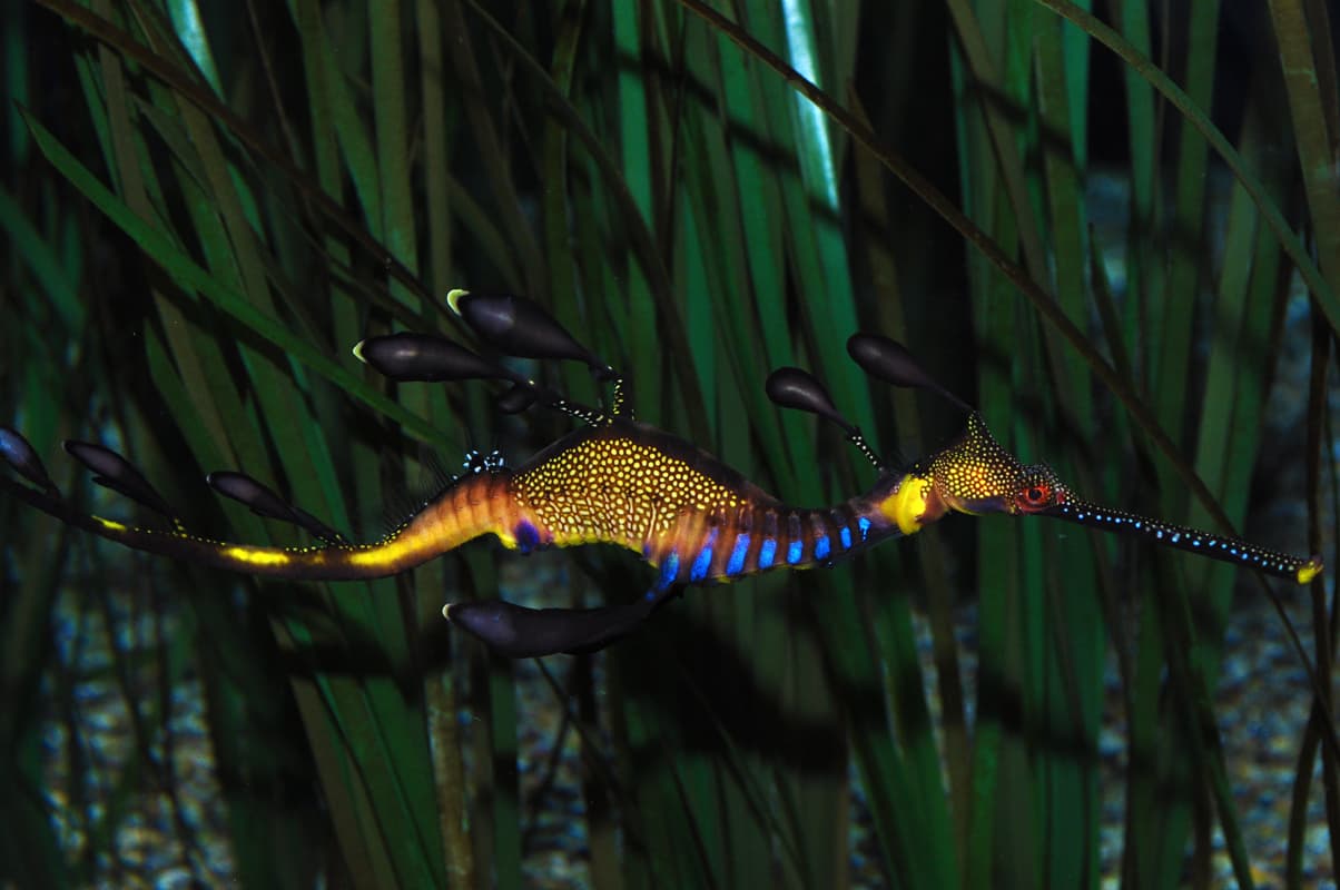 The plight of the weedy seadragon