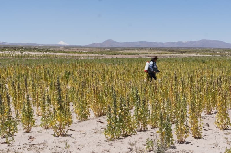 The health and environmental cost of pesticides