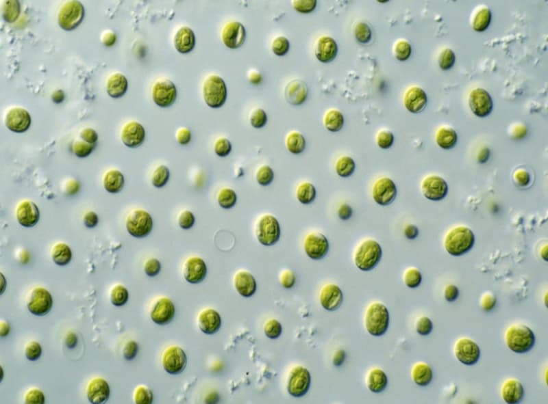 Could algae be the new coal?