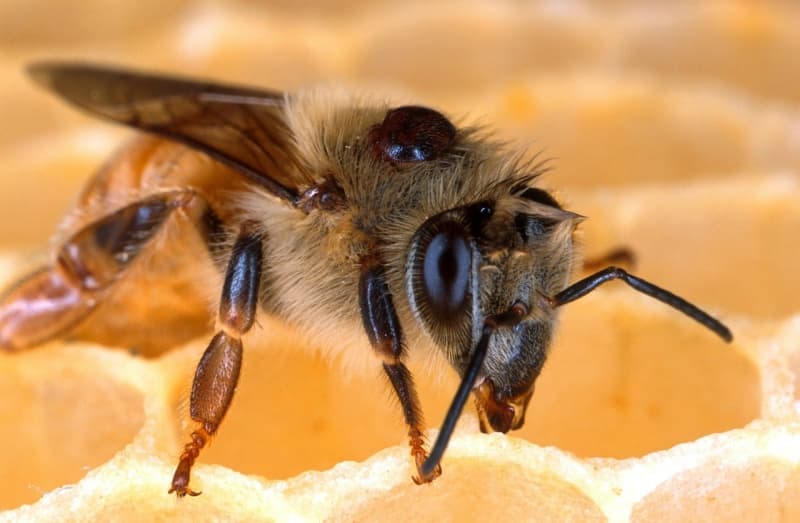 The mite that’s killing our bee populations