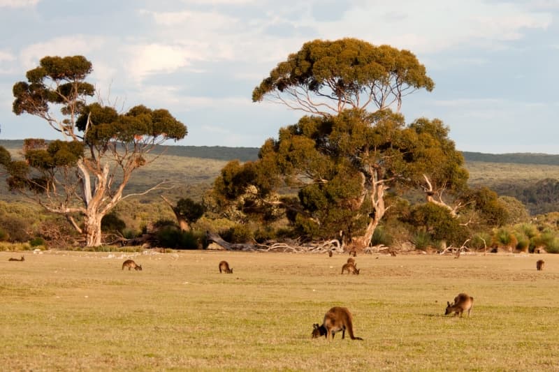 Can Kangaroo Island switch to 100% renewable energy?