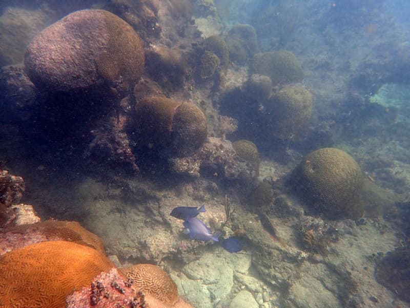 Diving into the world of ‘extreme corals’