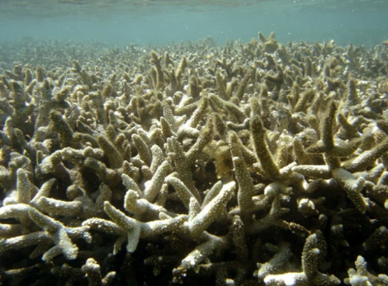 Bleaching recovery doesn’t mean corals are invincible