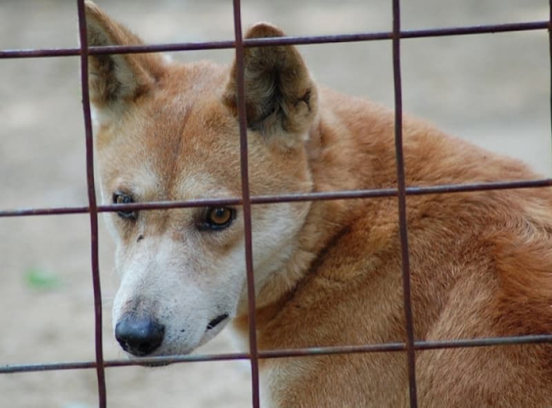 Mending the relationship between farmers and dingoes