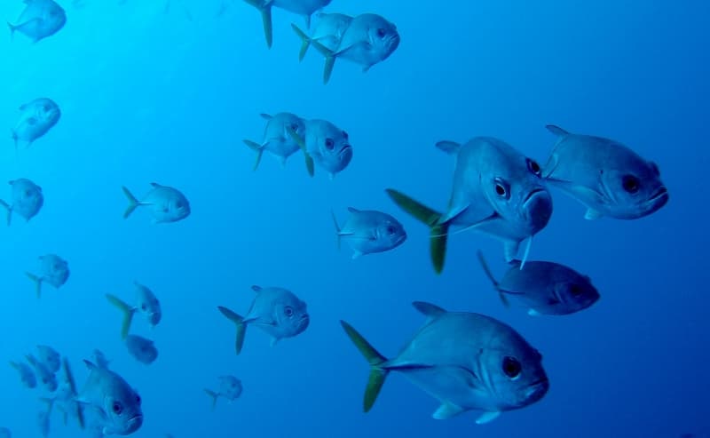 Governmental review could erode Australian marine parks