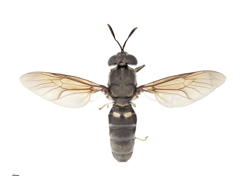 What would a diet of flies taste like?