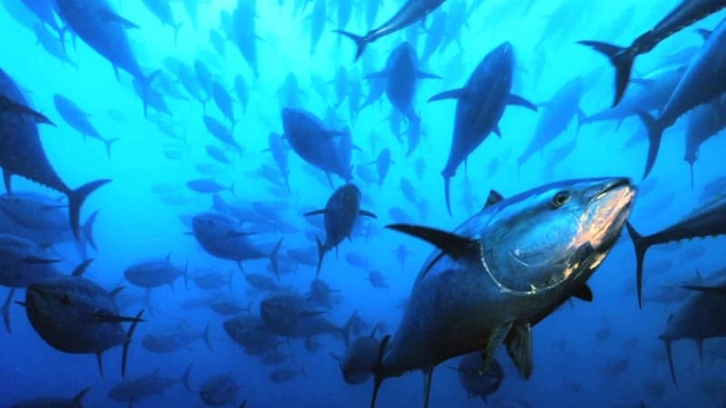 Seafood fraud and the importance of eco-labelling