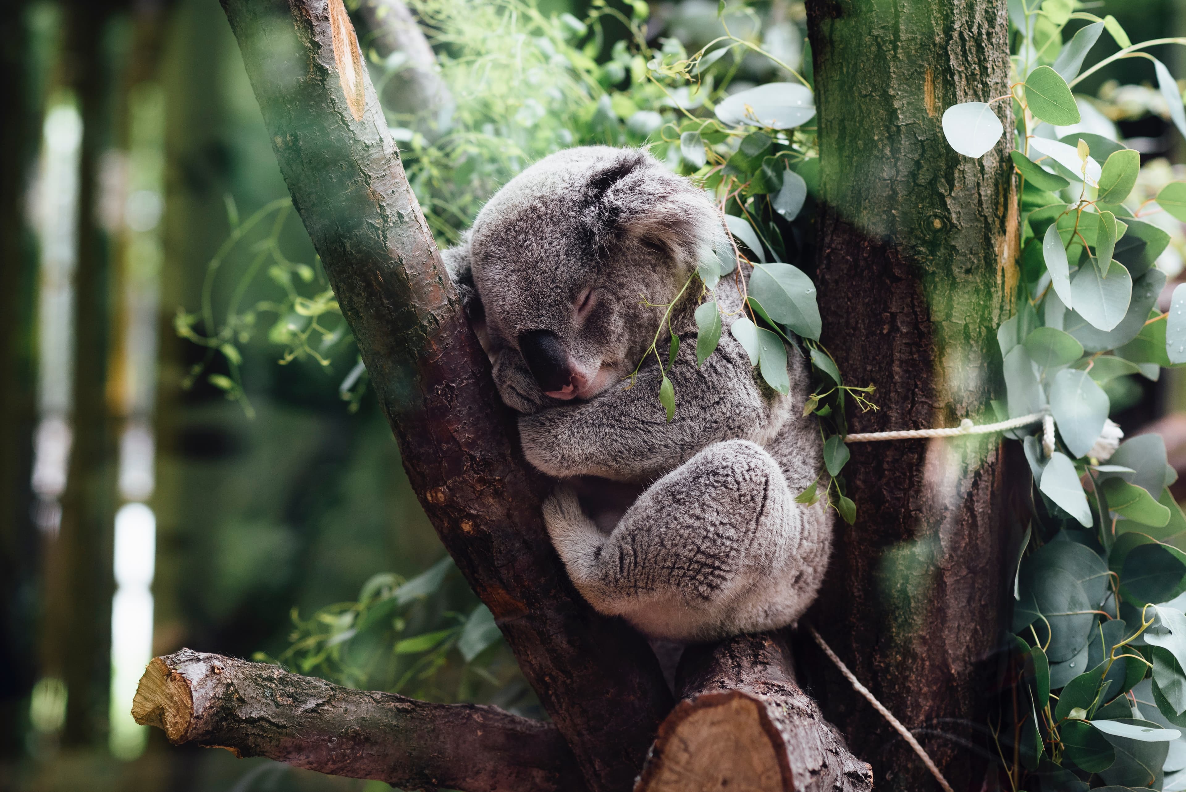 Koala Officially Listed As Vulnerable Species