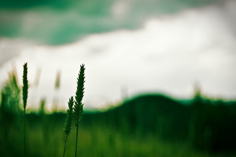 What laws protect the environment around us?