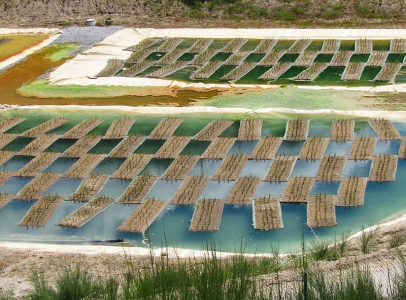 Cleaning up contaminated ground with… plants?