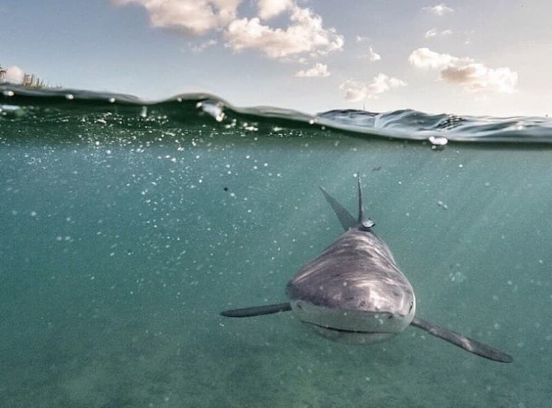 Sussing out sharks before they reach the shore