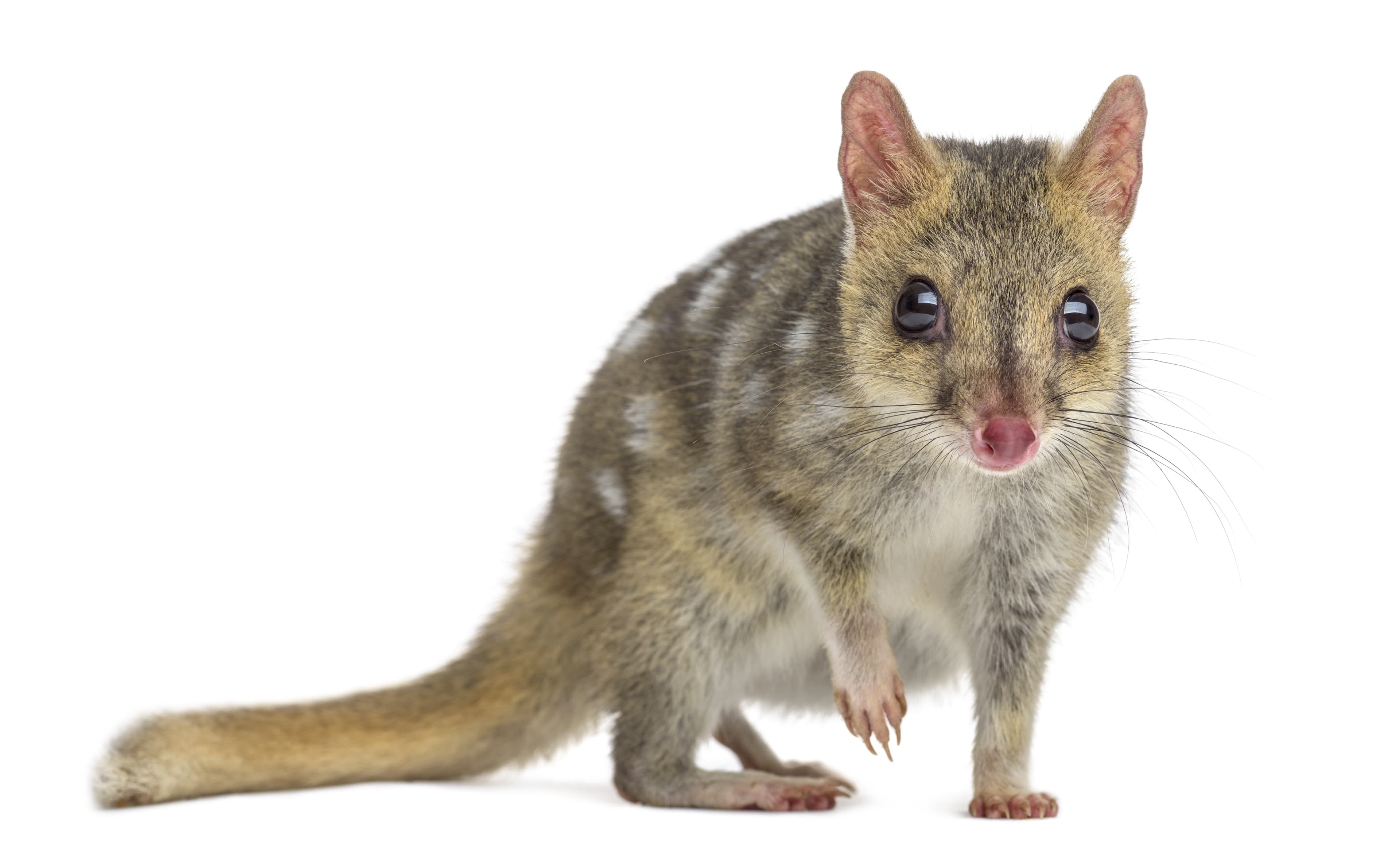 The Northern Quoll Boot Camp!