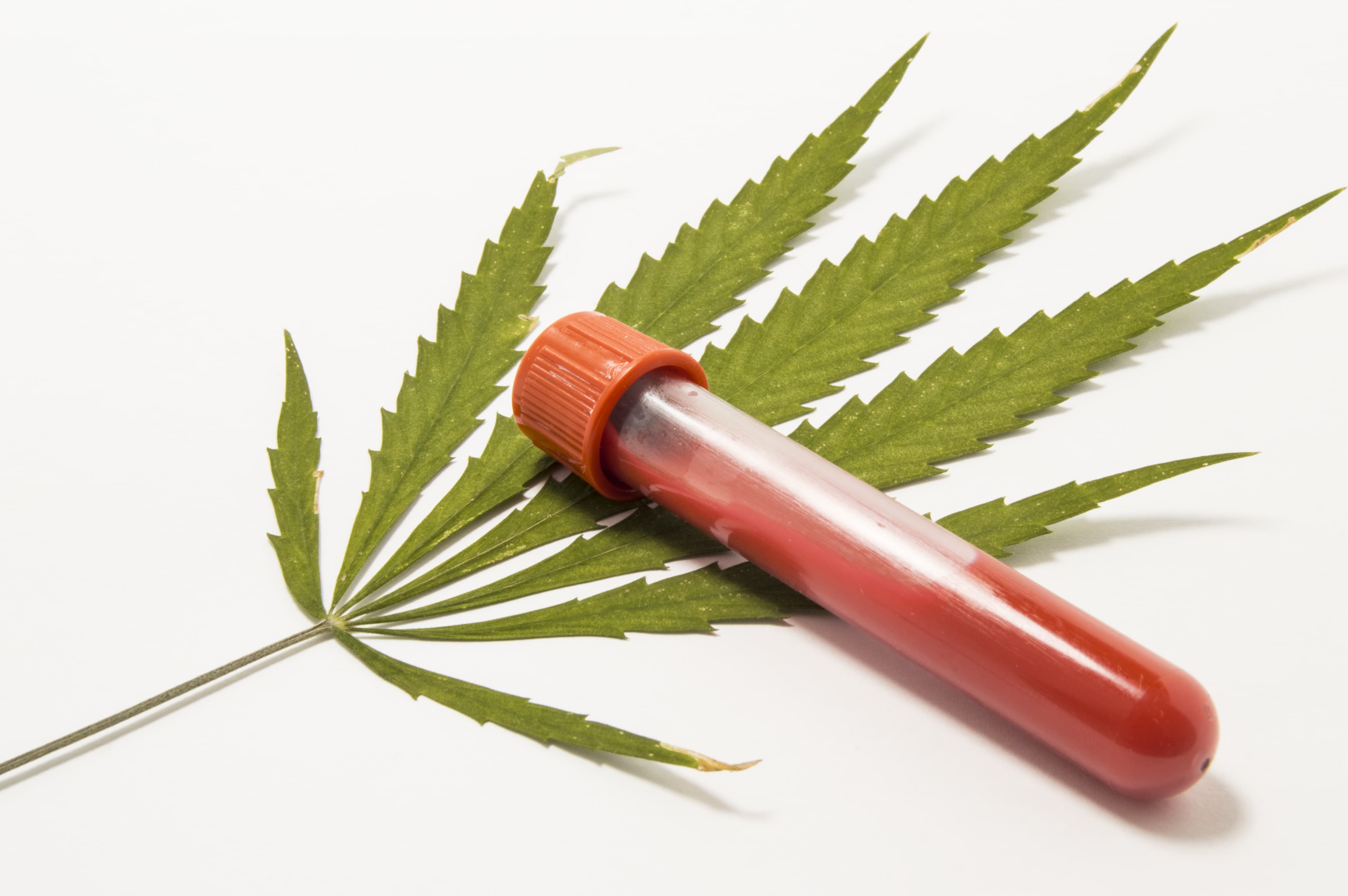 Drug testing welfare recipients