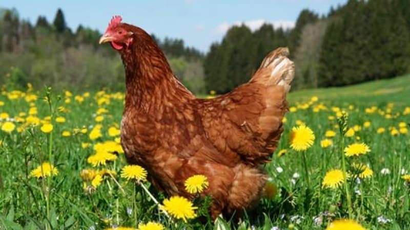 Give a cluck about your eggs!