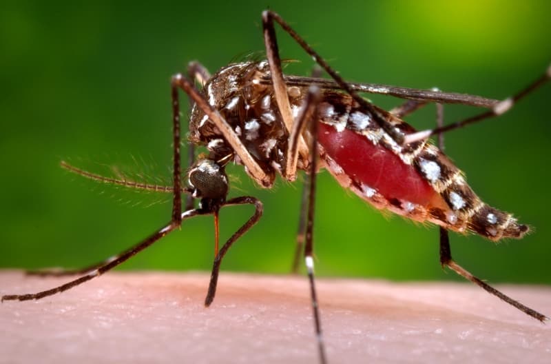 Could the Zika virus delay the Rio Olympic Games?