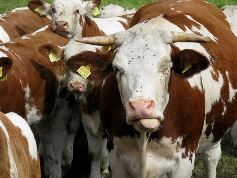 Please Explain – Capital