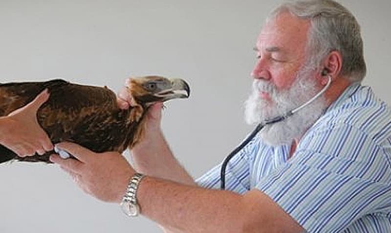 A snake with back pain? A bird with braces? Dr Bob Doneley has seen it all