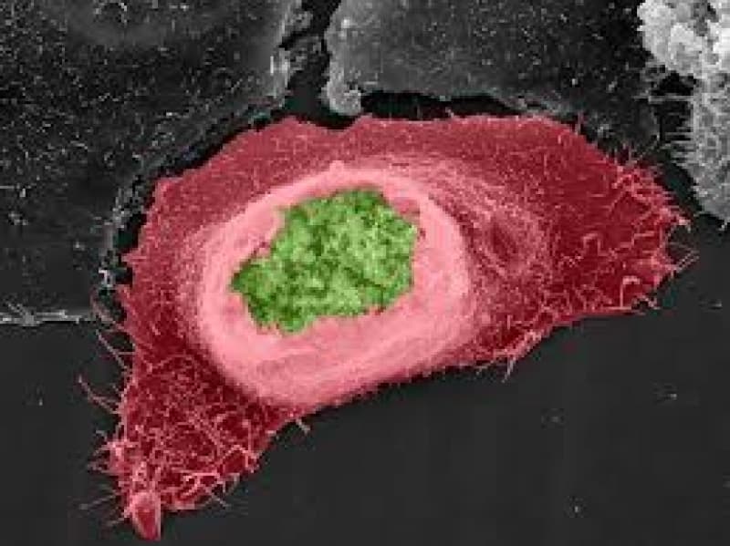 Chlamydia Getridofya