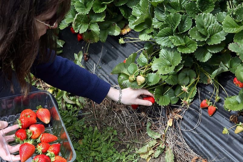 15 per cent Backpacker tax: the winners and losers