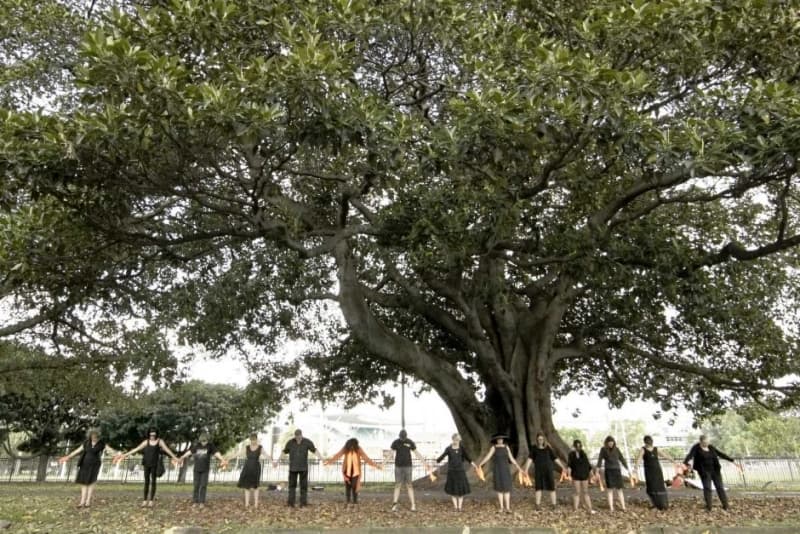 Fig trees and Aboriginal artefacts under threat from construction