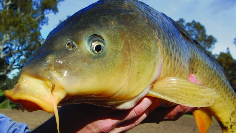 Could herpes help save Australia’s waterways?