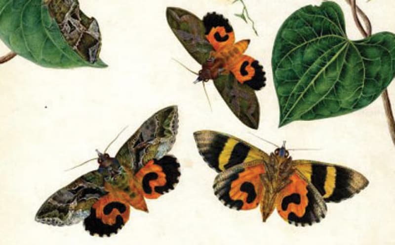 Dictionary of Sydney – Women in History