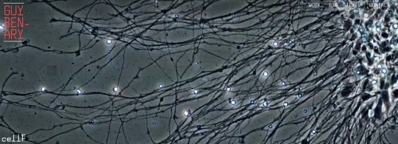 The living neural tissue rock star ‘CellF’