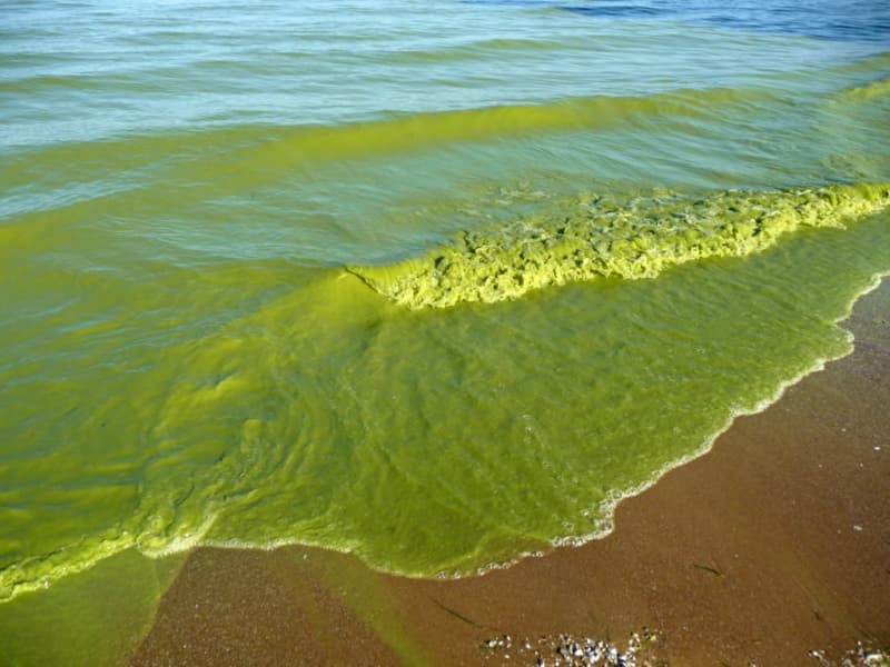 Do Blue-Green algae cause Alzheimer’s?