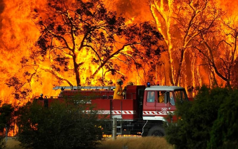 Bushfires Are Pushing Native Species to Extinction