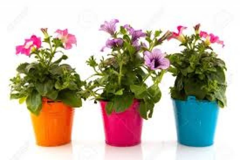 Flowerpots Help Biodiversity