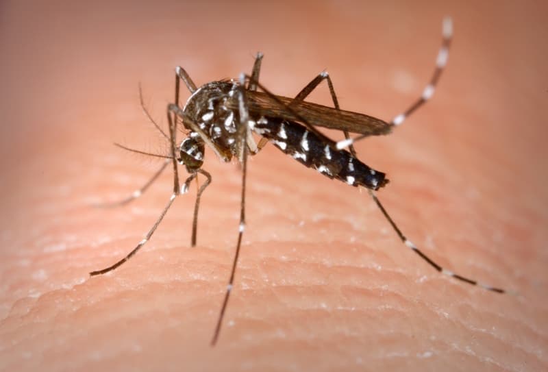 The Zika virus now a reality in Australia