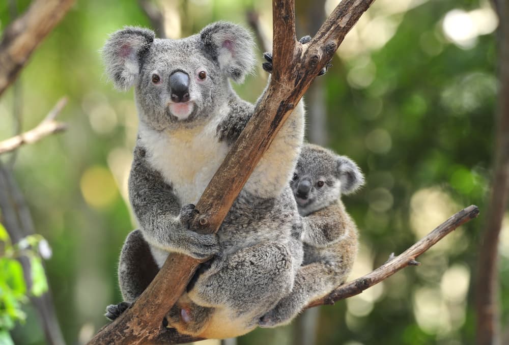 Donald Trump and… Koalas