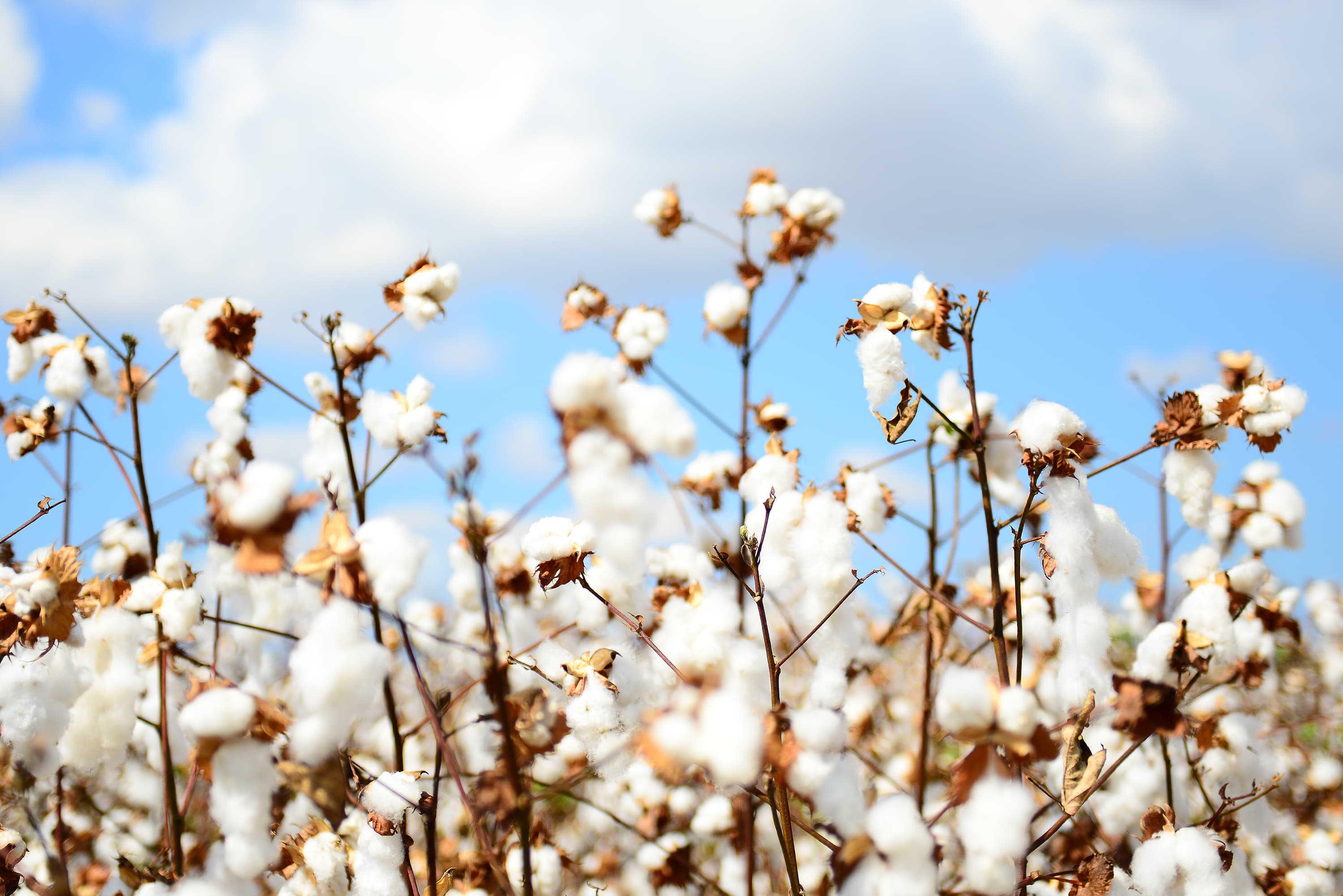 Growing global demand for Australian cotton