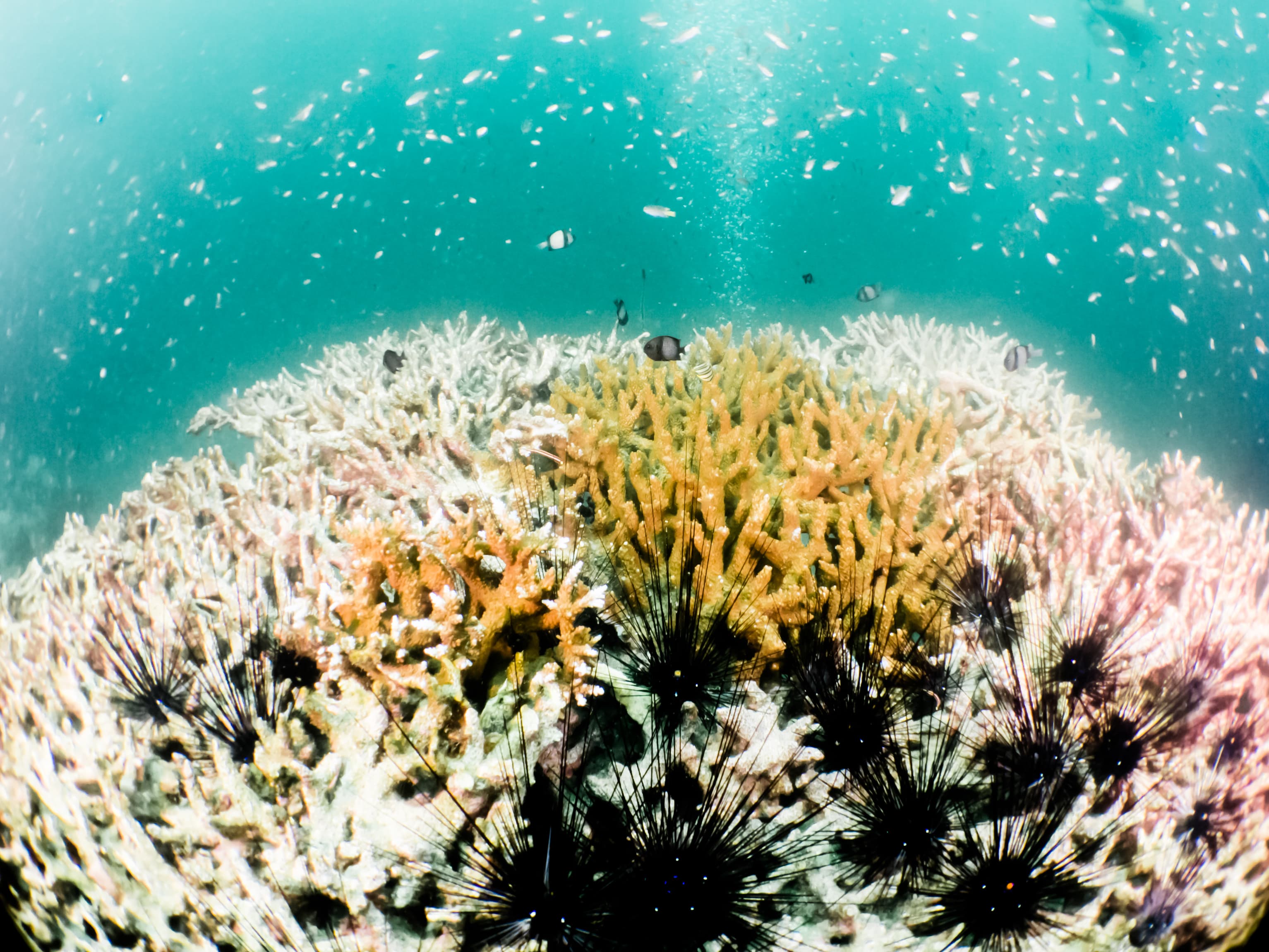 Is Coral Bleaching Reaching an End?