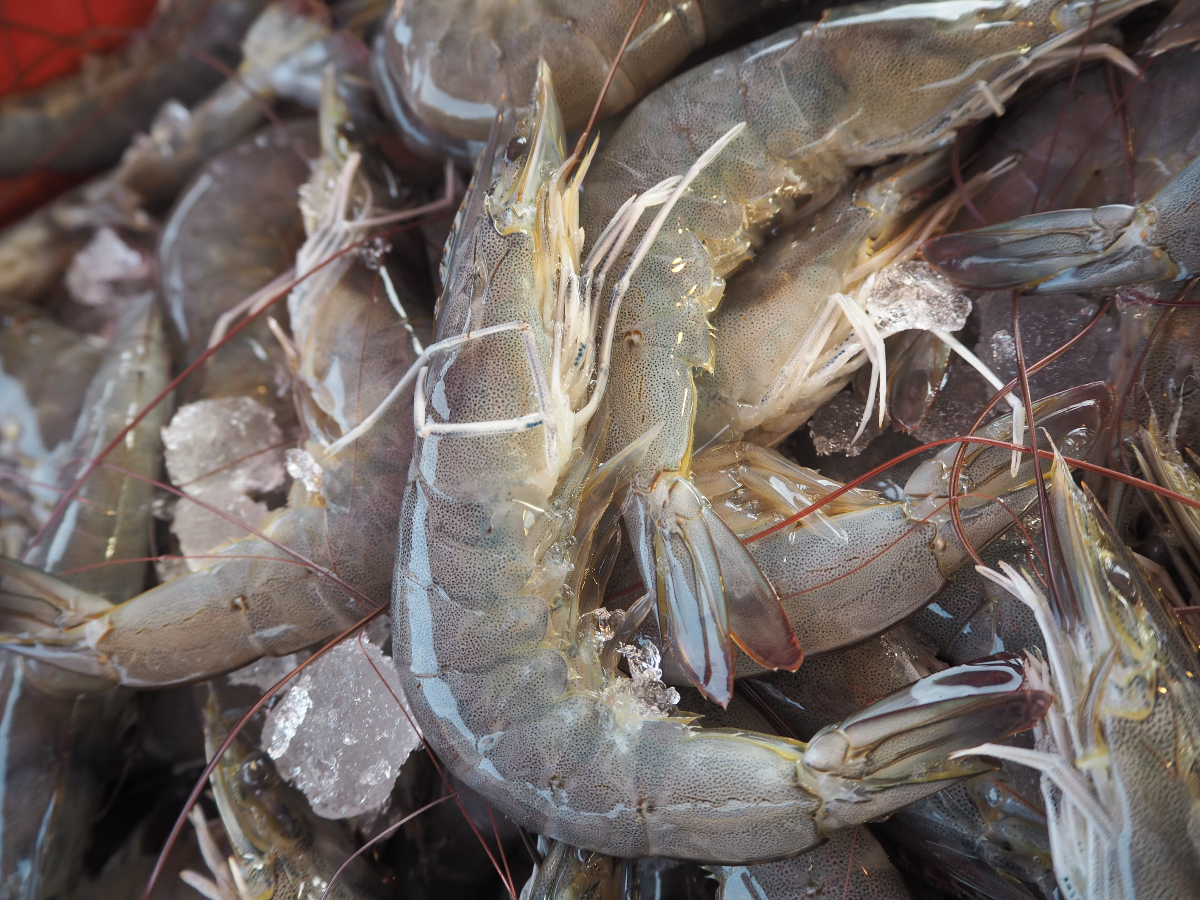 Dodgy prawns: where does our seafood come from?