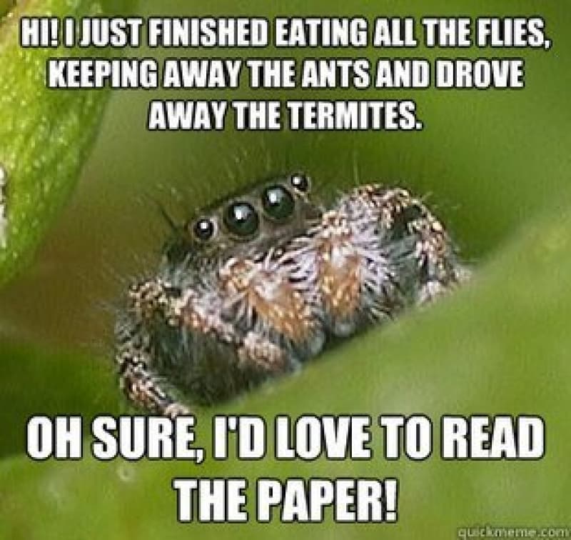 How Spiders are Useful