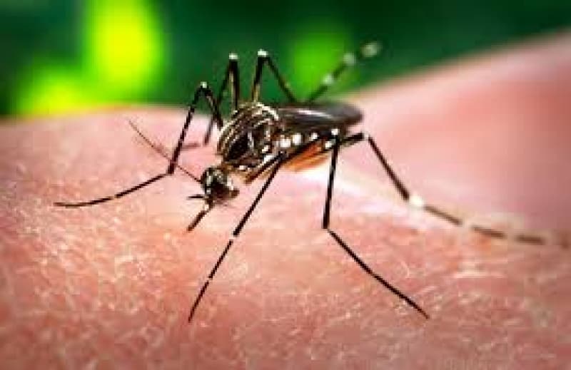 What is Zika Virus?
