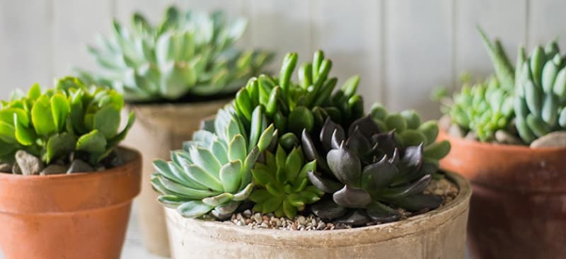 The Cactus and Succulent Society Spring Show