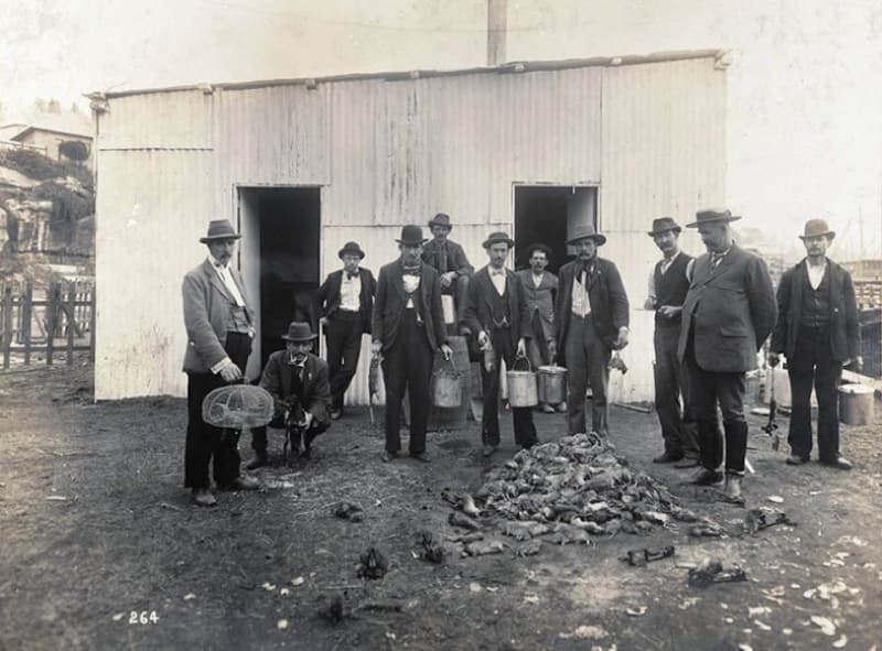 Dictionary of Sydney: the Plague