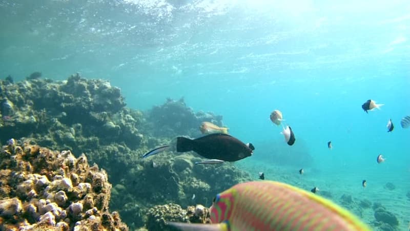 Fishing Management Adopting Video Streaming Technology