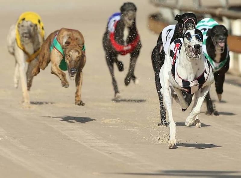 NSW Parliament Passes Greyhound Racing Ban